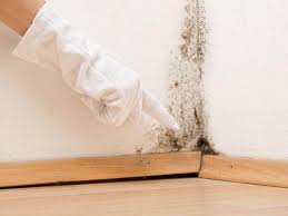 Mold Odor Removal Services in Dalhart, TX